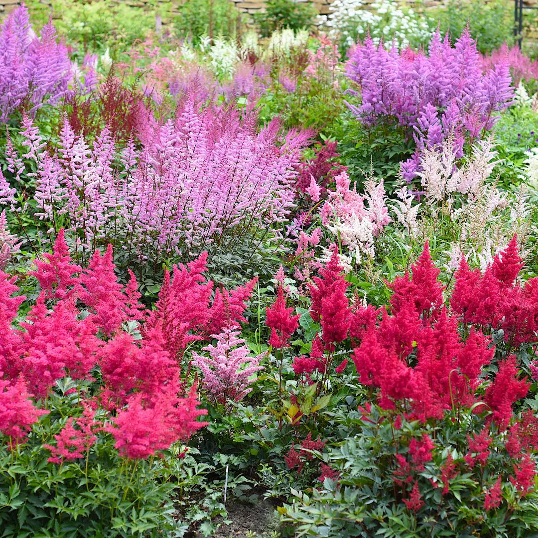 Garden Pink Astilbe Flower Seeds