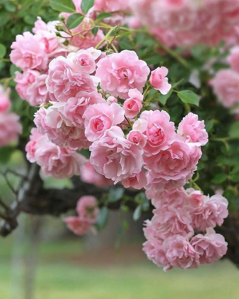 Pink Climbing Roses in Garden Landscape
