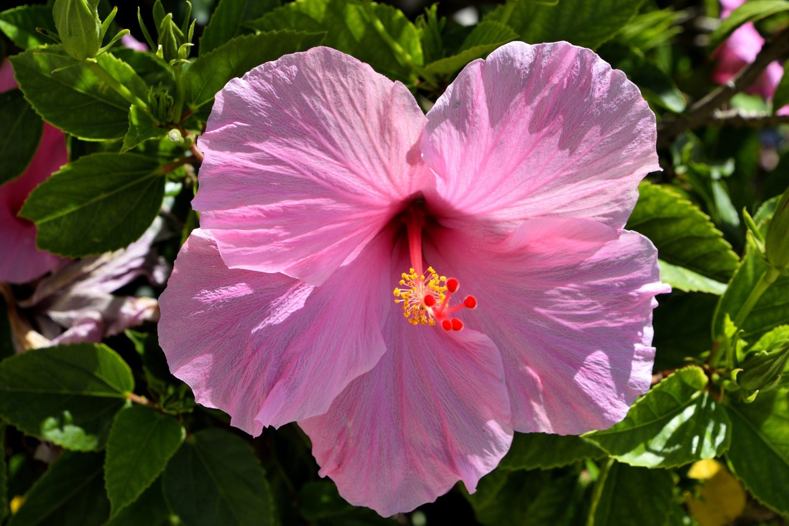 Garden Pink Hibiscus Flower Seeds