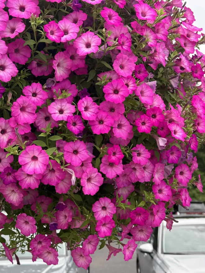 Pink Petunia Flowers Brightening a Garden Border