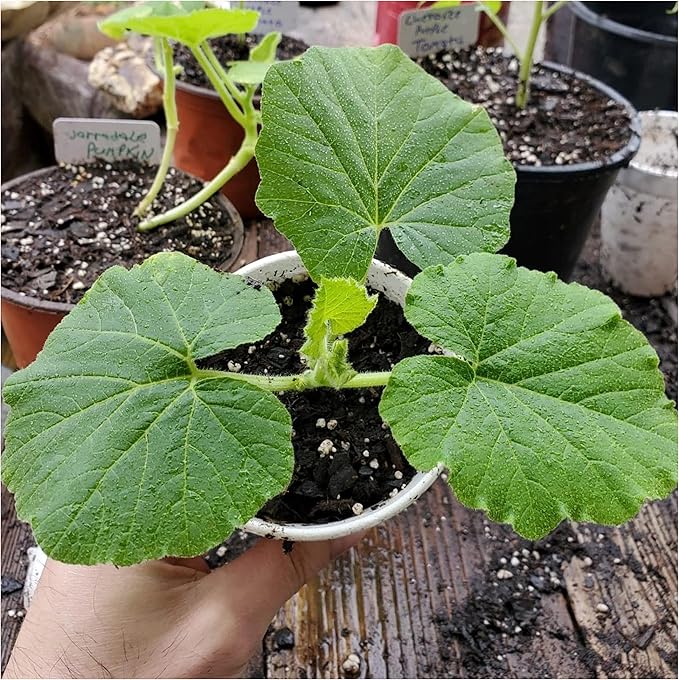 Pumpkin plants growing in vegetable patch