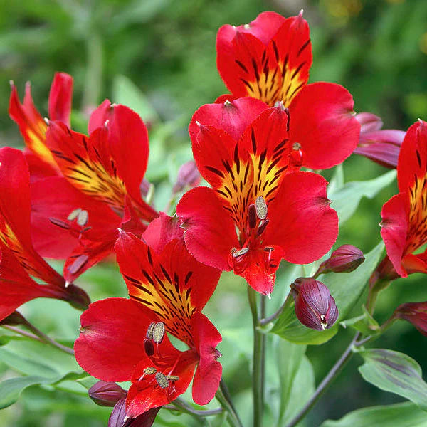 Garden Red Alstroemeria Flower Seeds