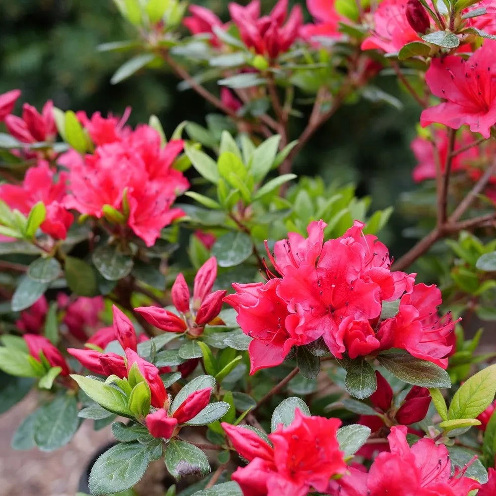 Garden Red Azalea Flower Seeds