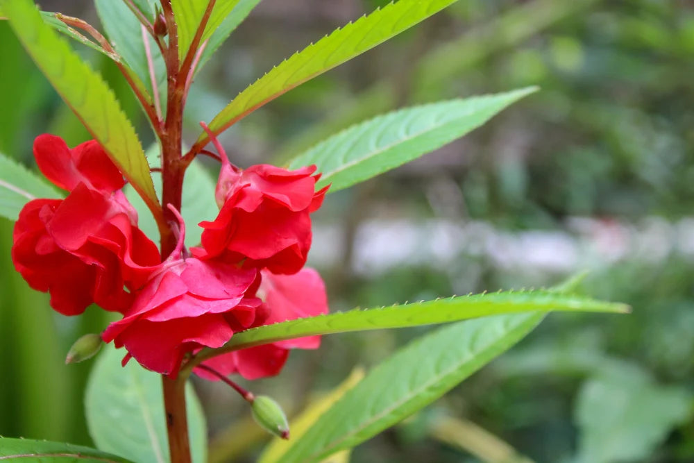 Garden Red Balsamine Flower Seeds