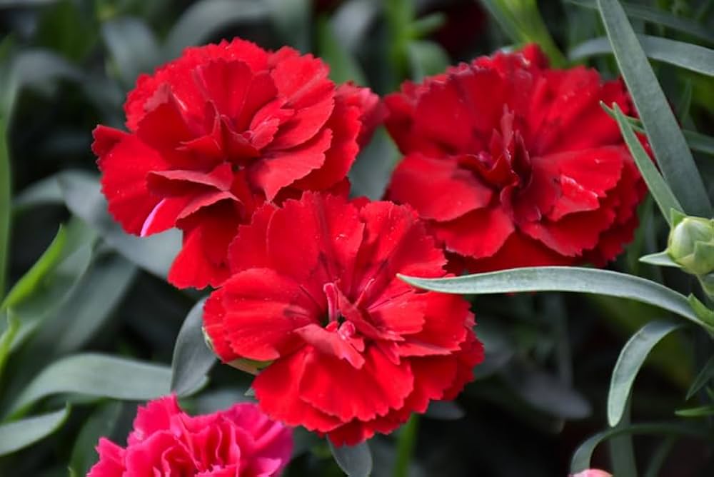 Red Carnation Flowers in Garden Beds