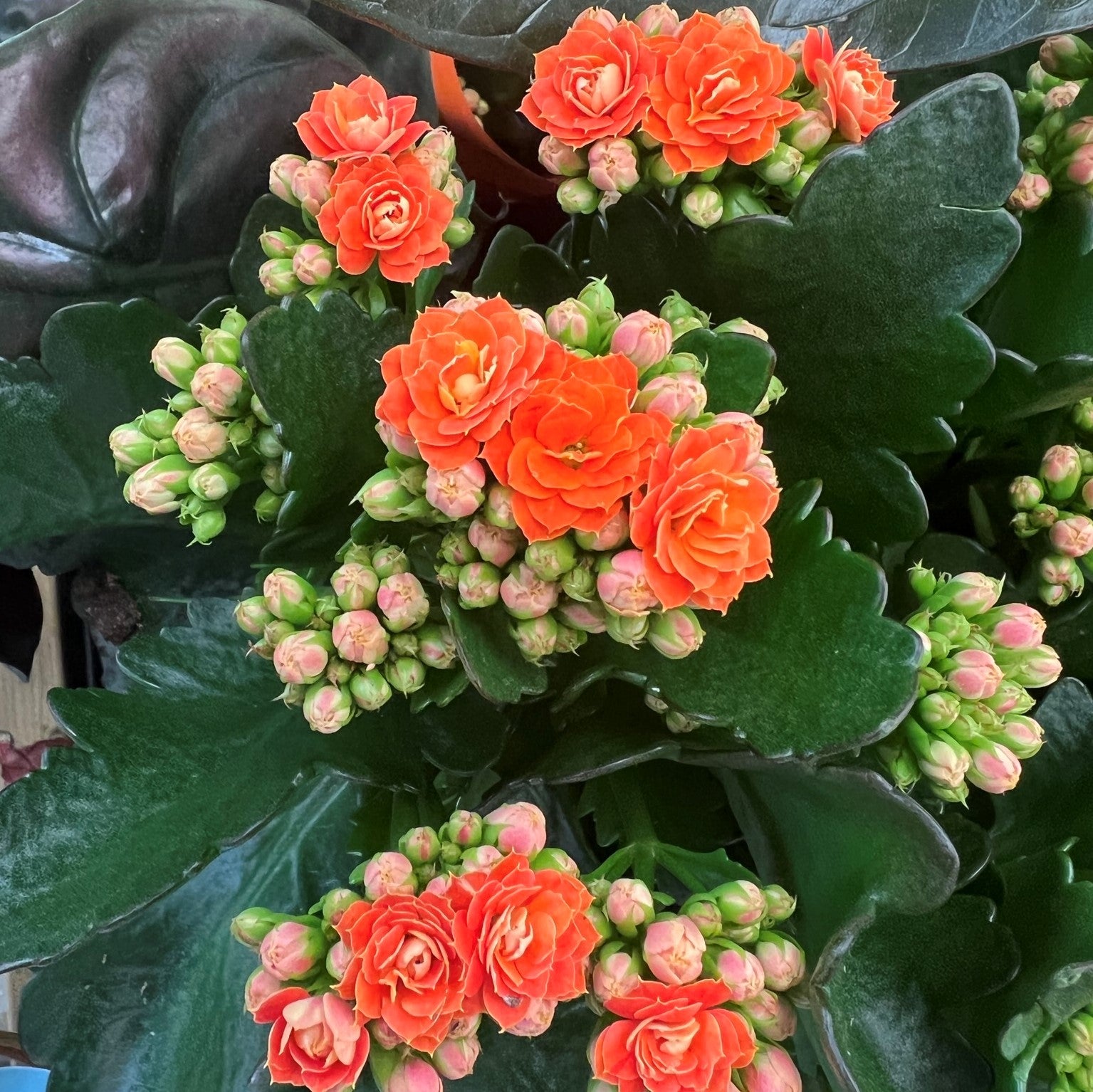 Garden Red Kalanchoe Flower Seeds