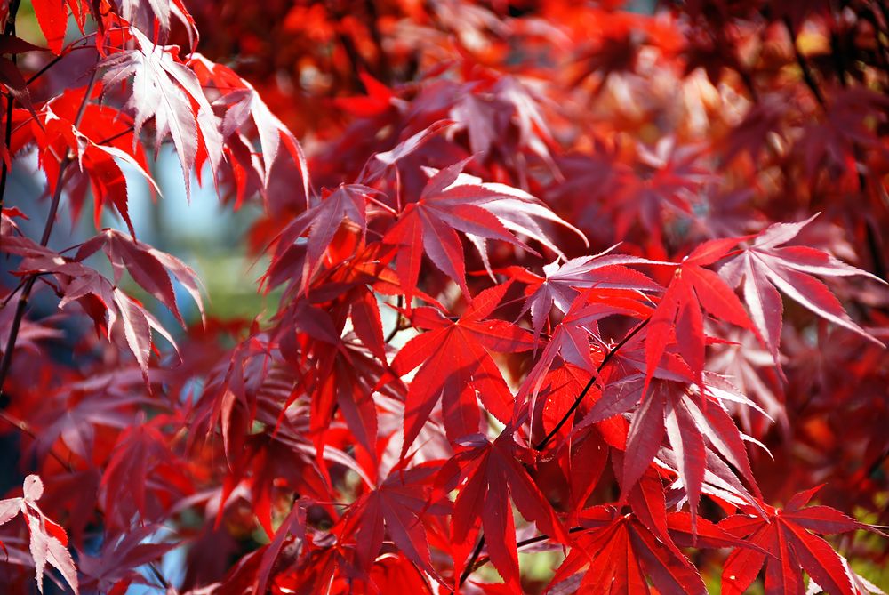 Garden Red Maple Seeds
