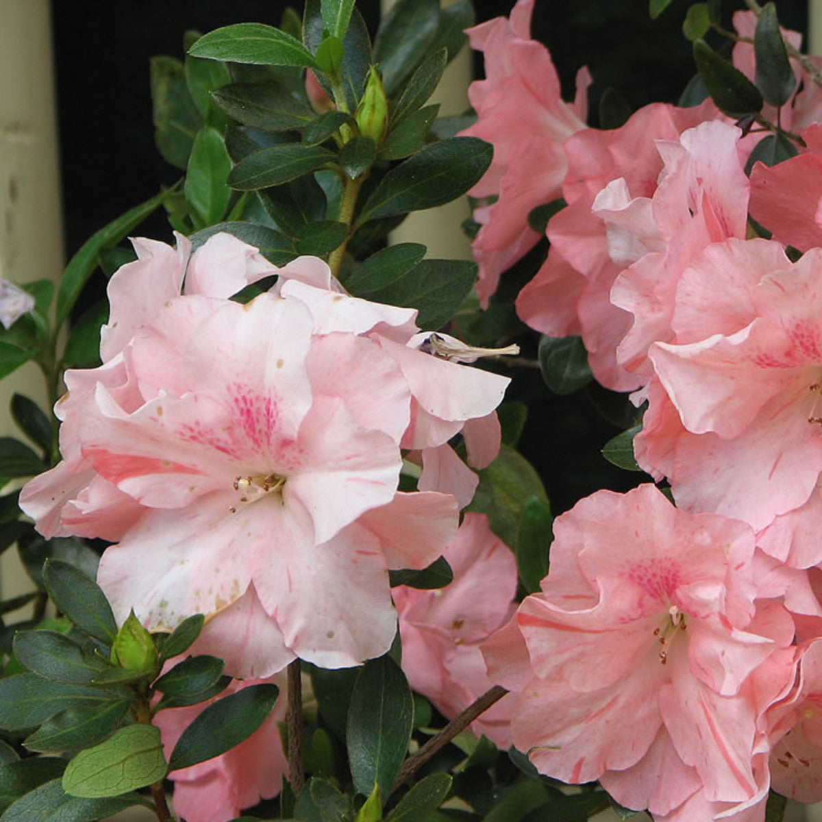 Garden Rhododendron Mixed Flower Seeds