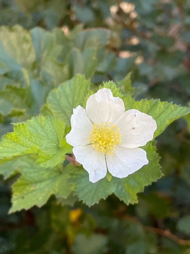 Rubus Parviflorus Shrub in Garden