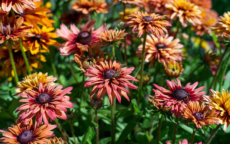 Garden Rudbeckia Sahara Flower Seeds