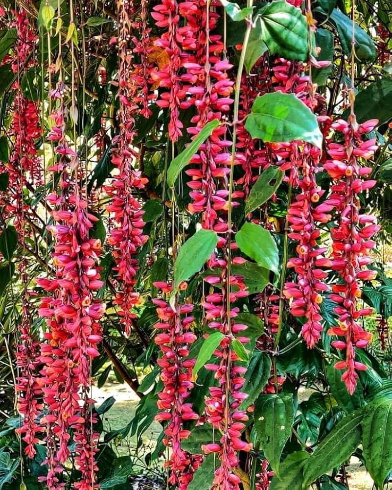 Cascading Scarlet Thunbergia Coccinea Flowers