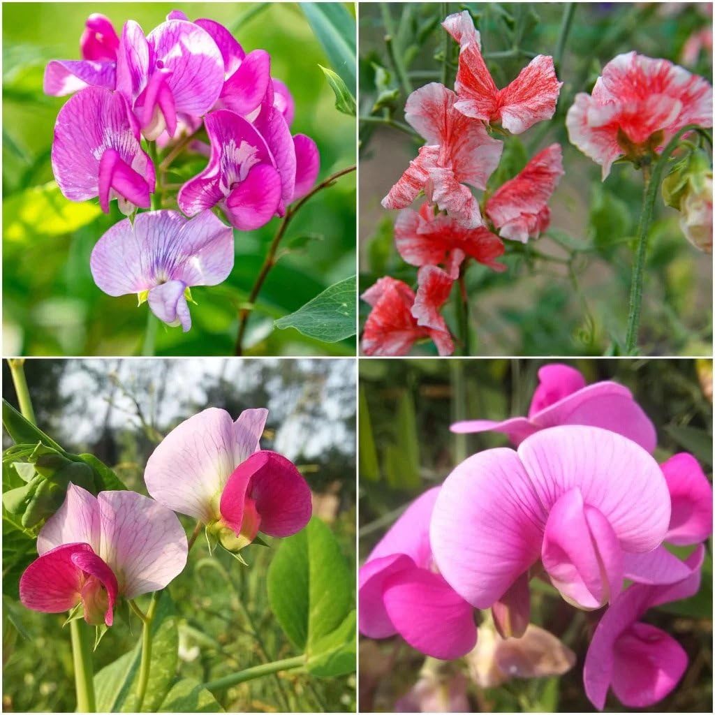 Sweet Pea Purple Flowers in Garden Border
