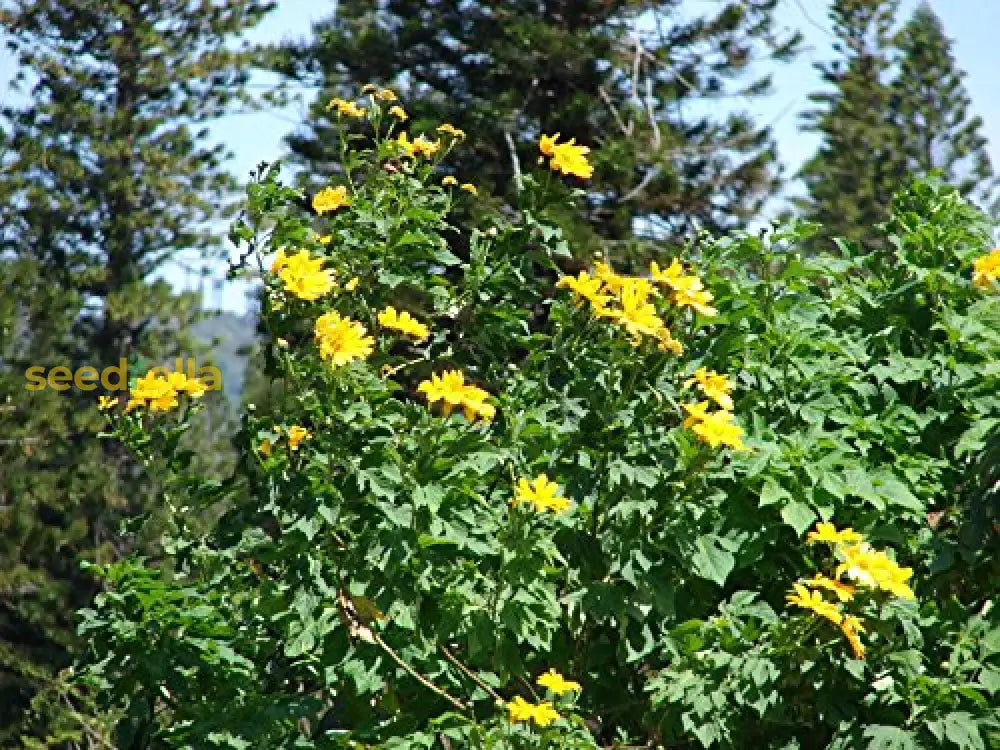 Garden Tithonia Diversifolia Seeds