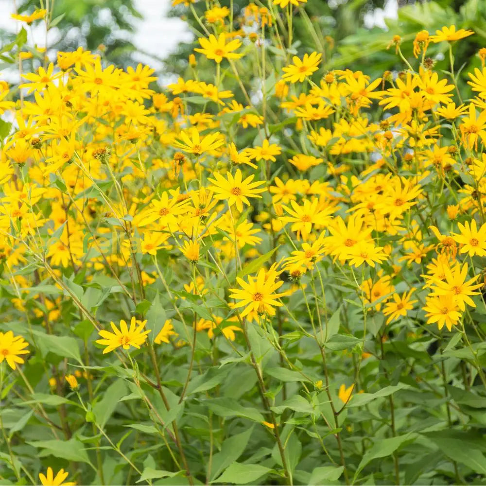 Topinambur Flowers Growing in Garden
