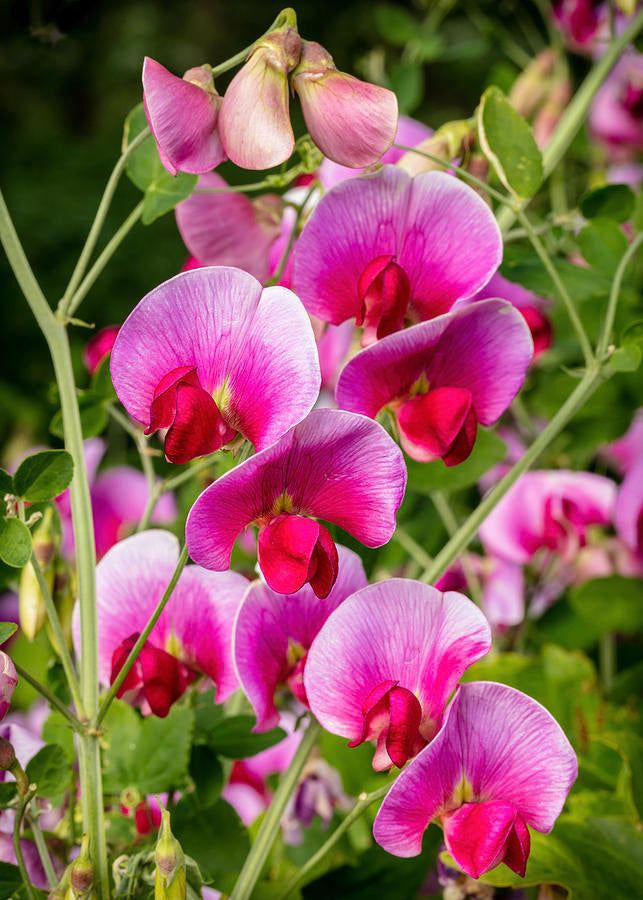 Sweet Pea White & Purple on Garden Trellis