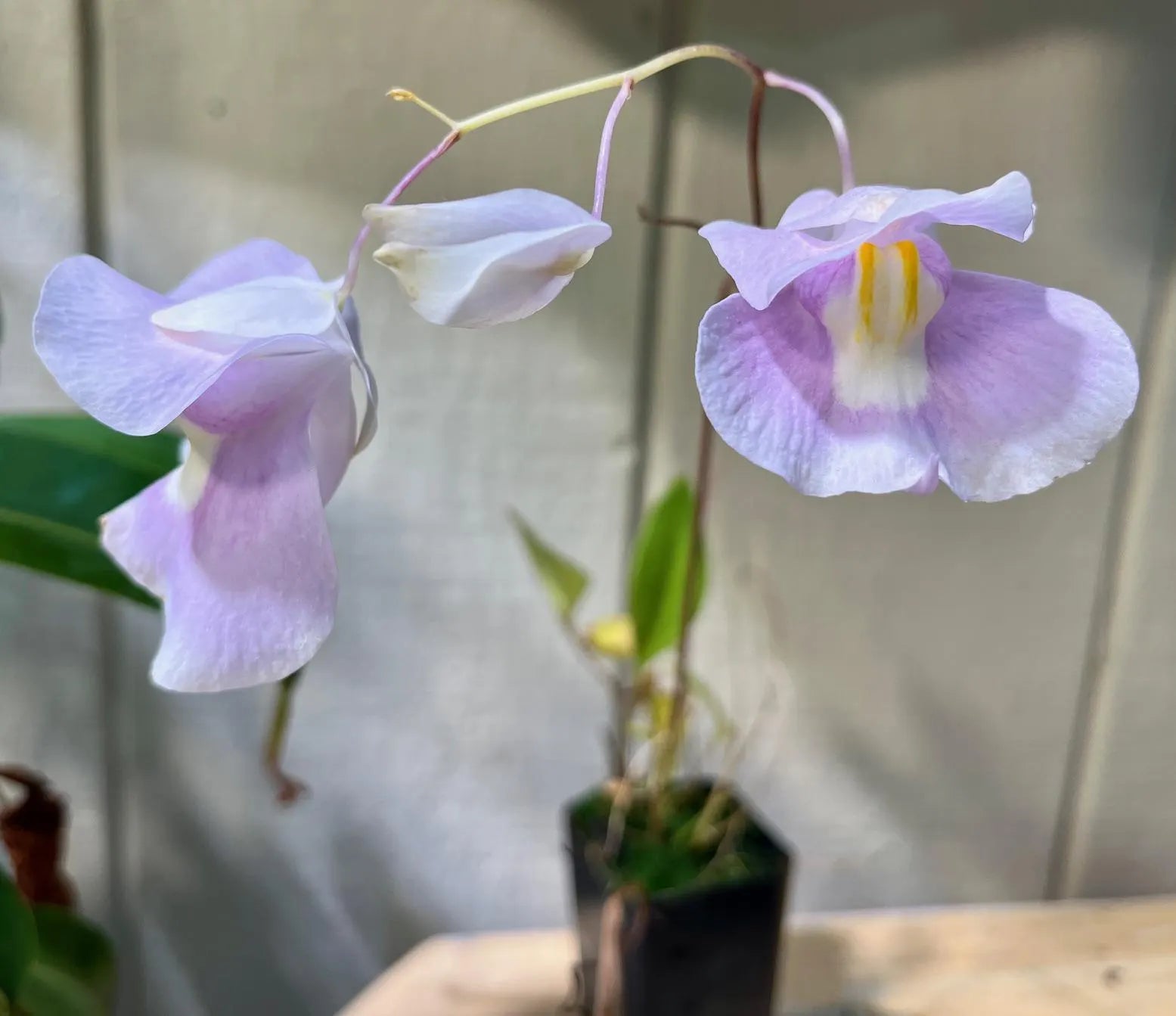 Garden Utricularia Violet Flower Seeds