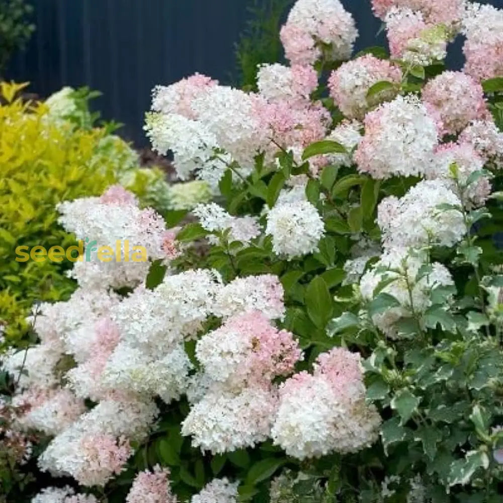 Garden Vanilla Hydrangea Flower Seeds