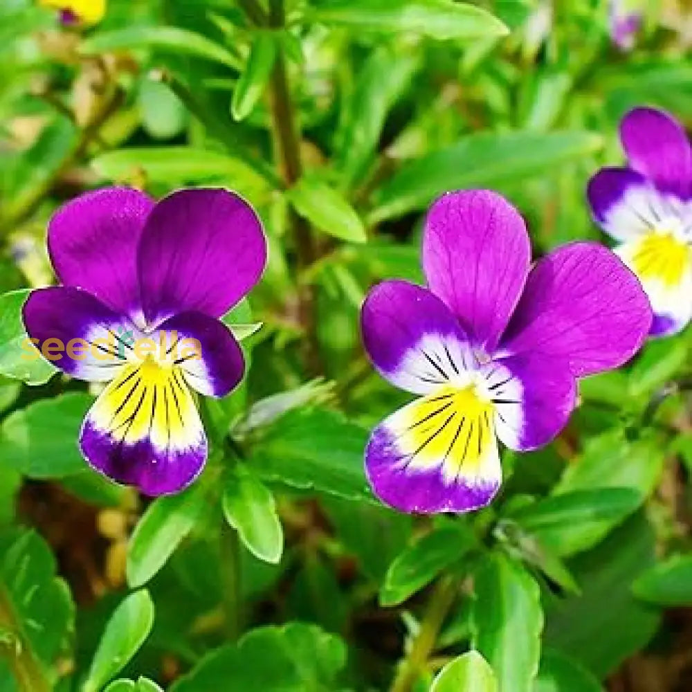 Garden Viola Tricolor Flower Seeds