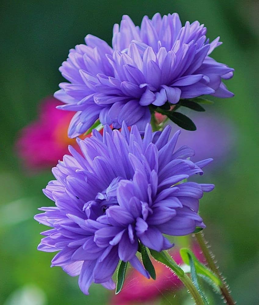 Garden Violet Aster Flower Seeds