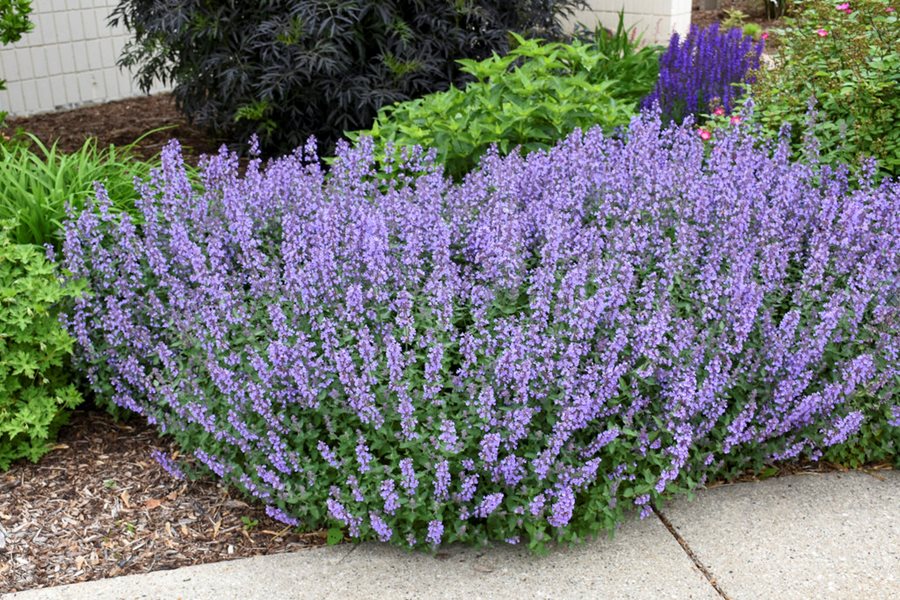 Garden Violet Catmint Flower Seeds