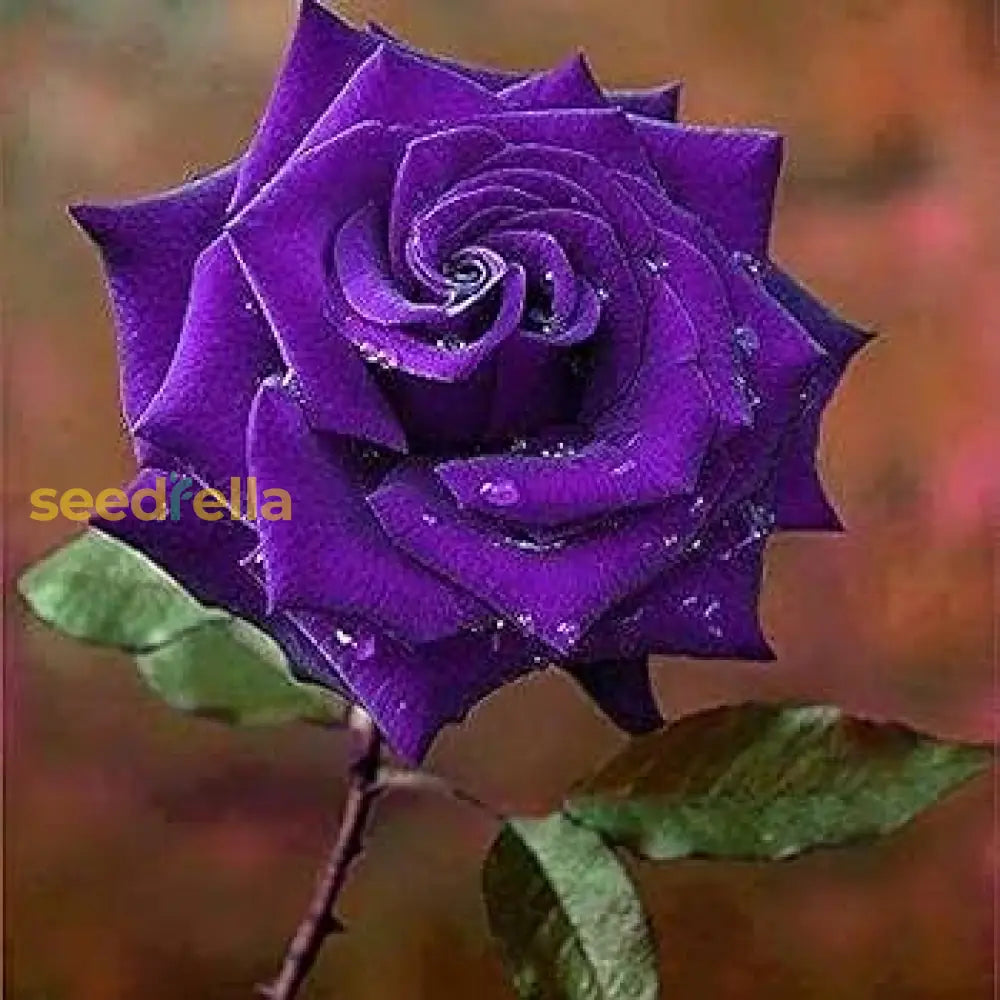 Garden Violet Rose Flower Seeds
