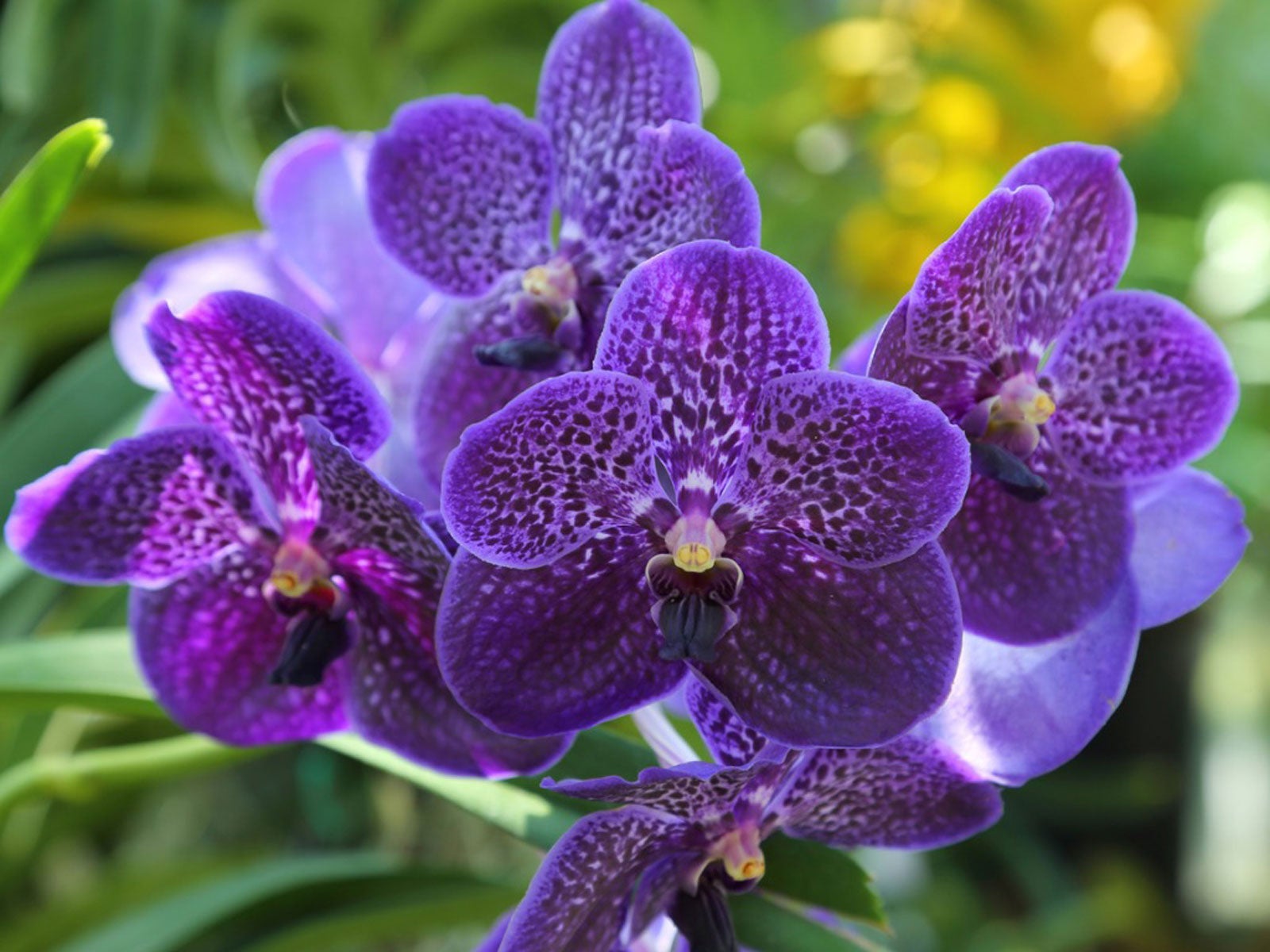 Garden Violet Vanda Orchid Flower Seeds