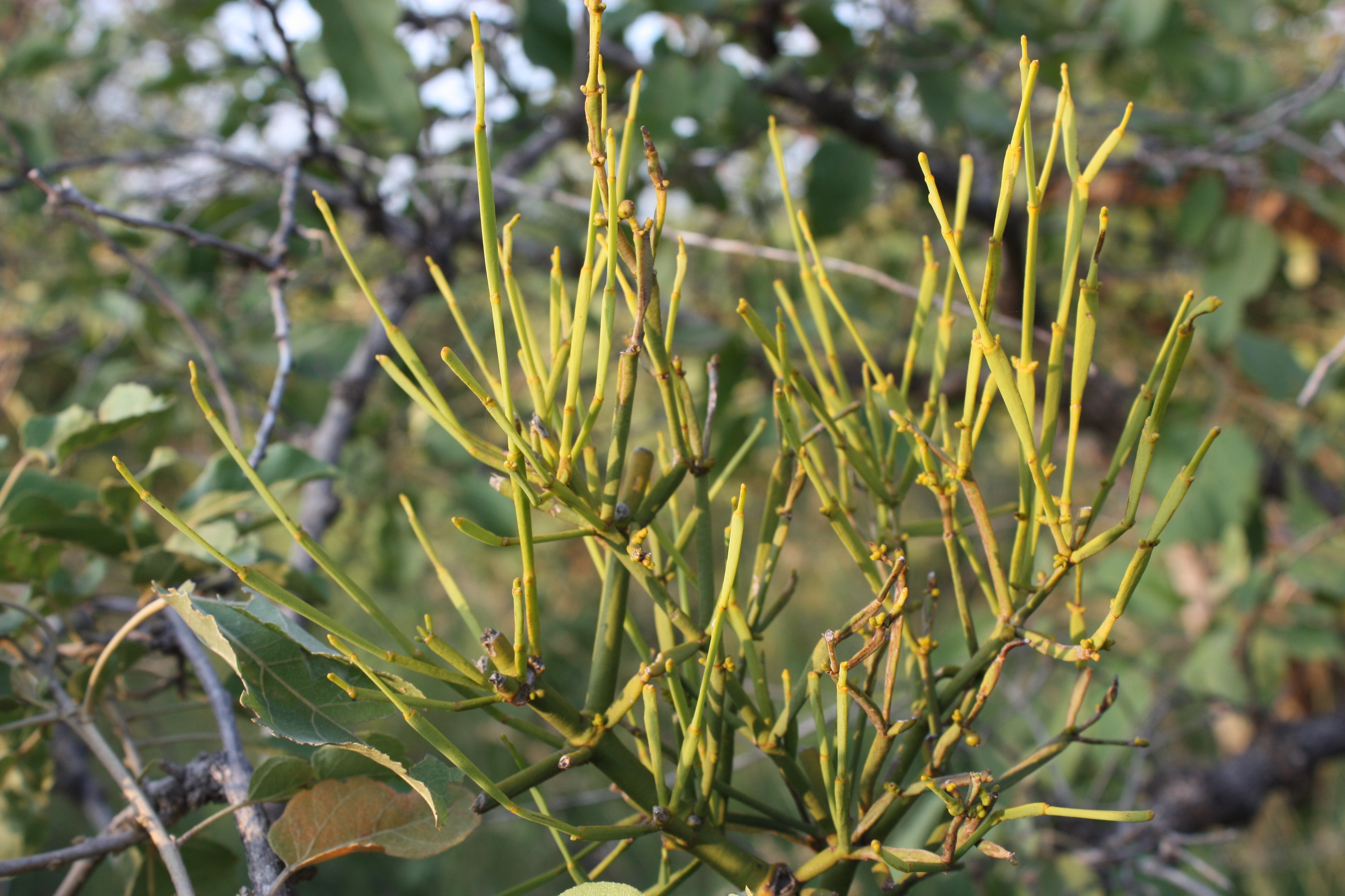 Viscum Articulatum Mistletoe in Garden Setting