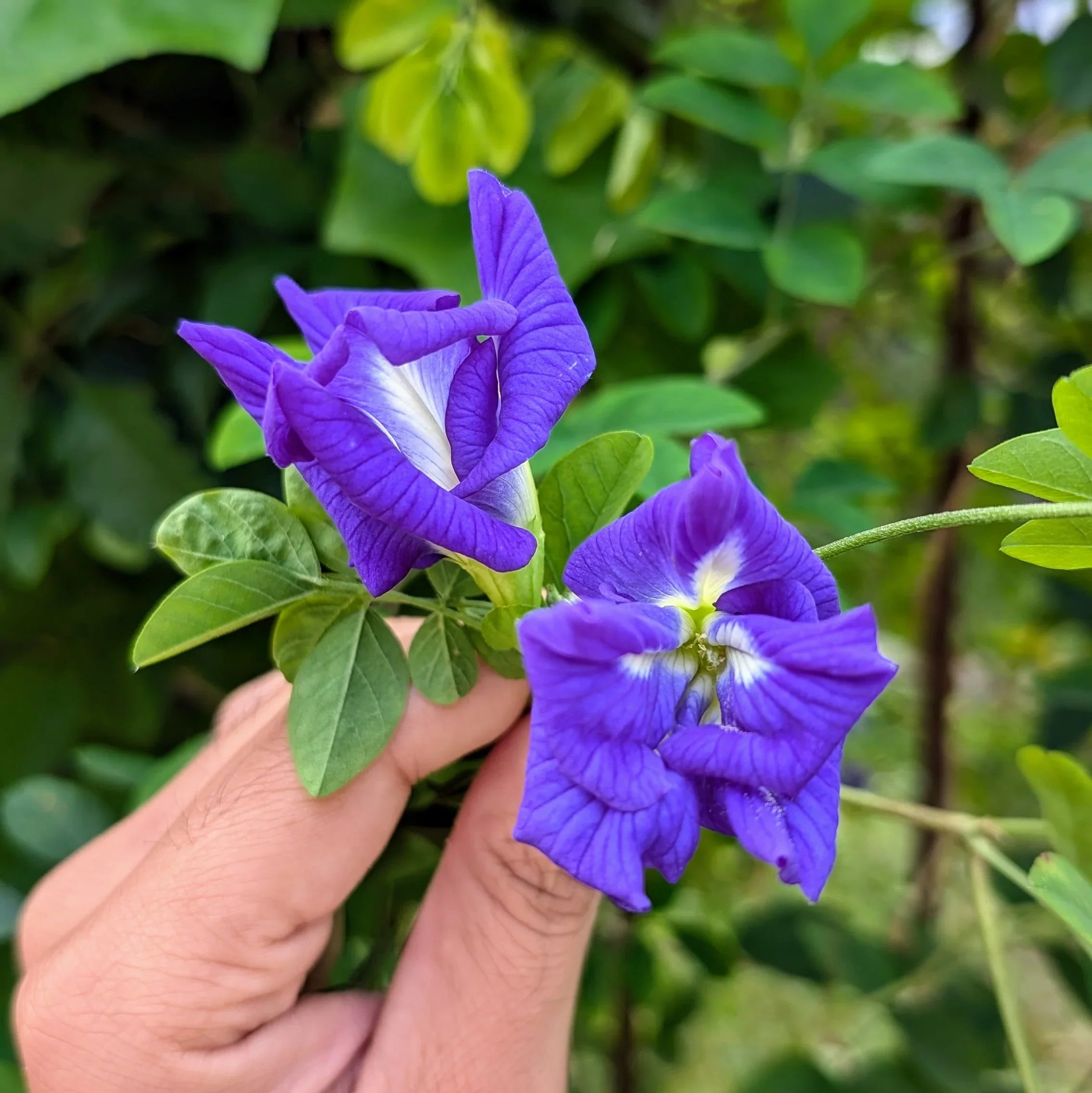 Dark Blue Clematis Flowers on Garden Wall