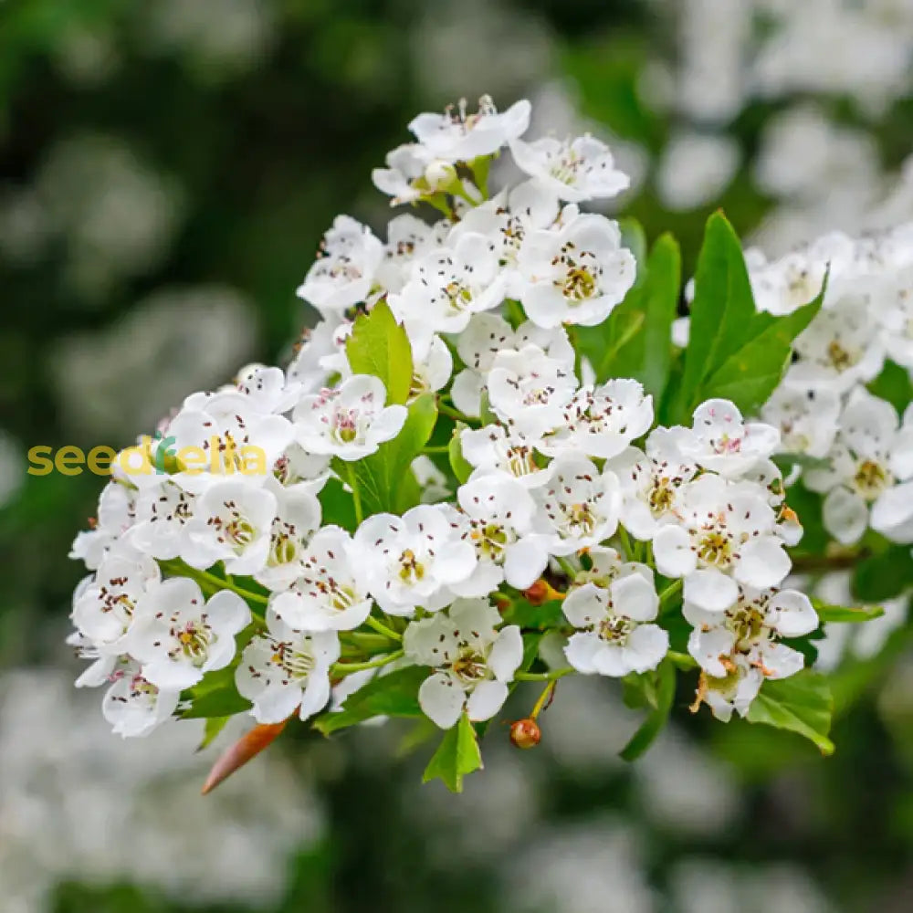 Garden White Crataegus Flower Seeds