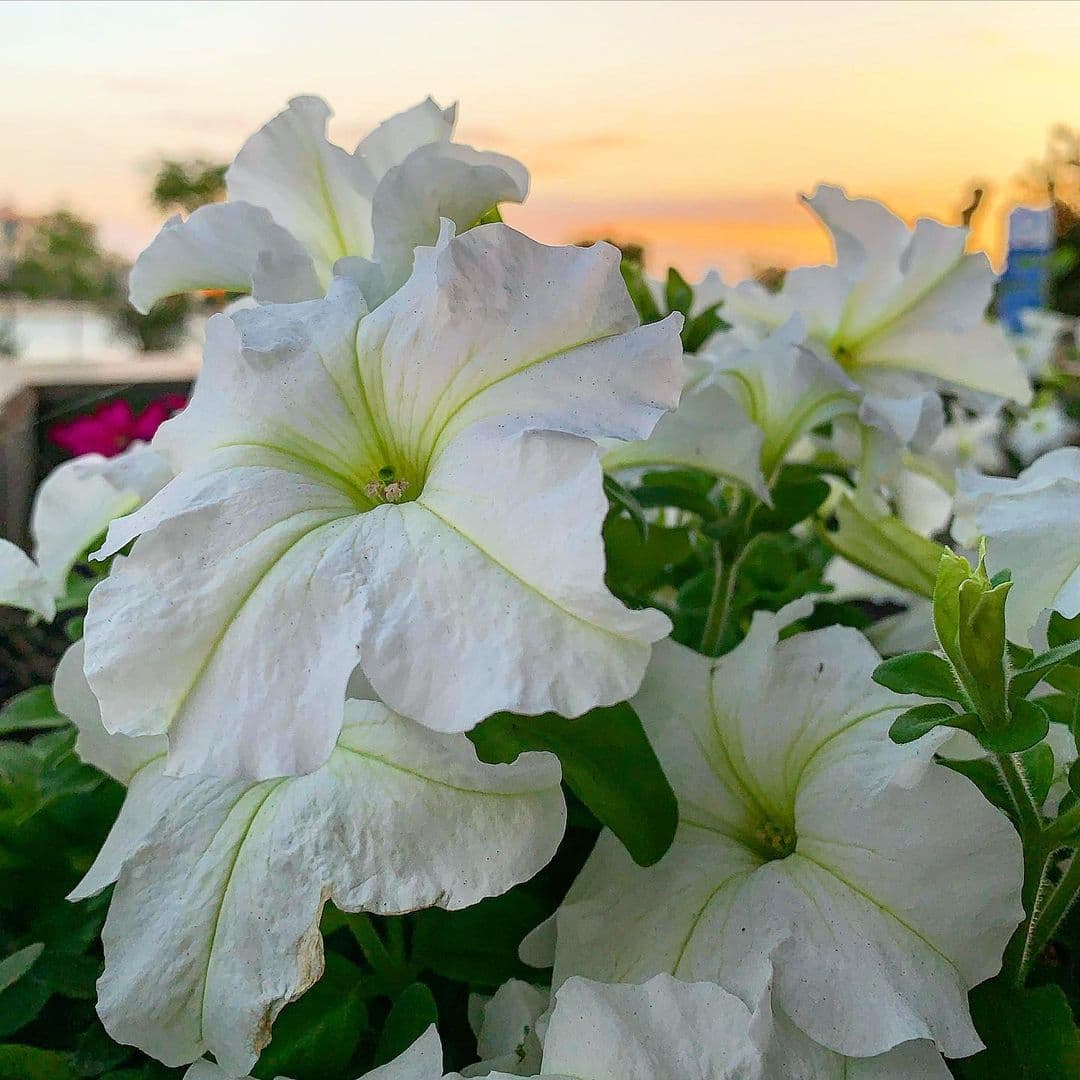 Garden White Double Petunia Flower Seeds