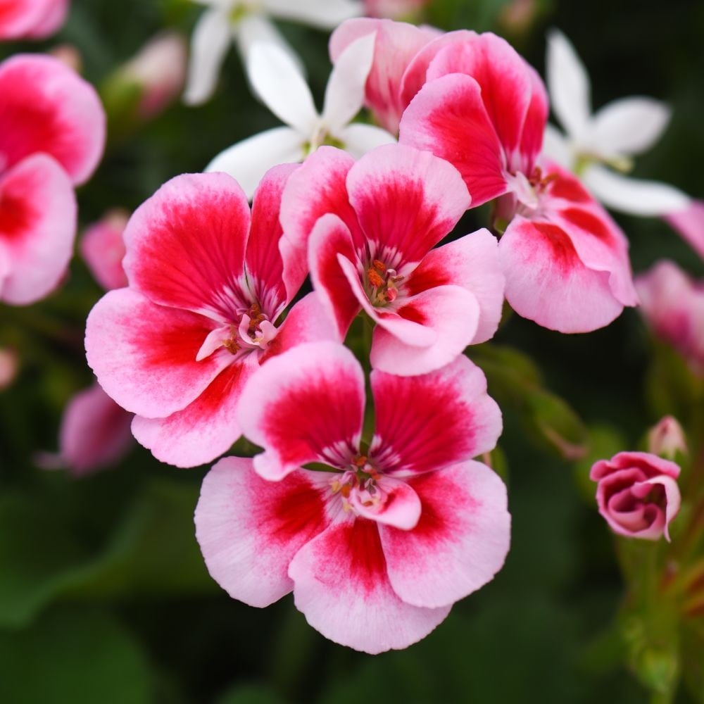 White and Pink Geranium Flowers Brightening Garden Borders