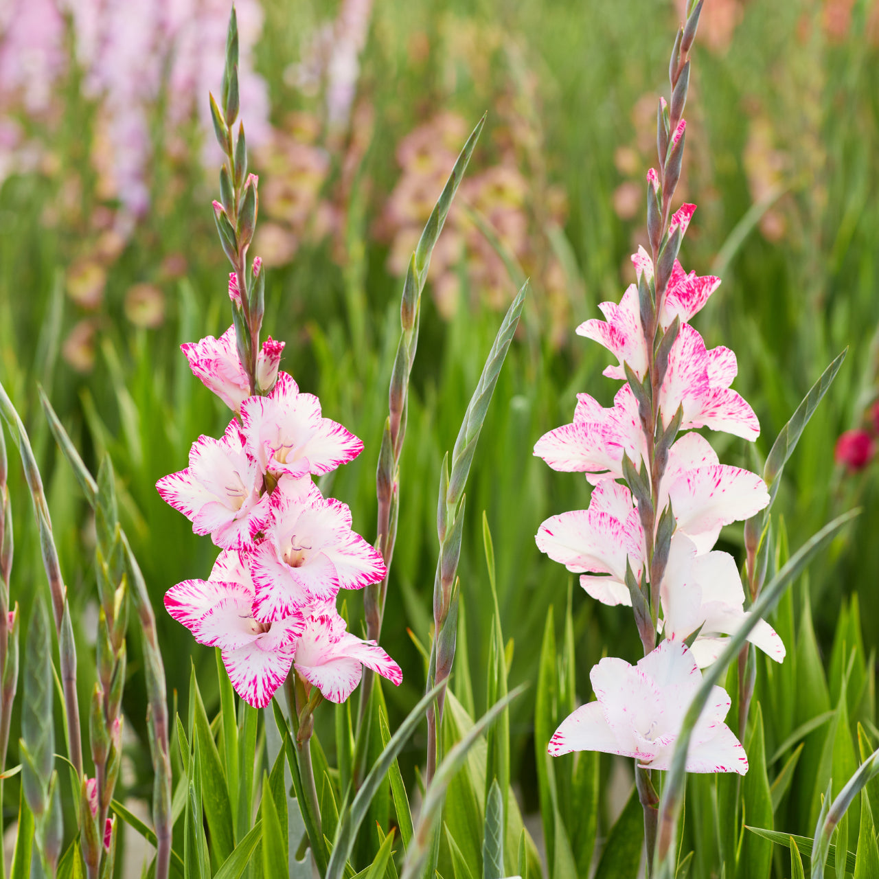 White Pink Gladiolus Flowers in Garden Beds