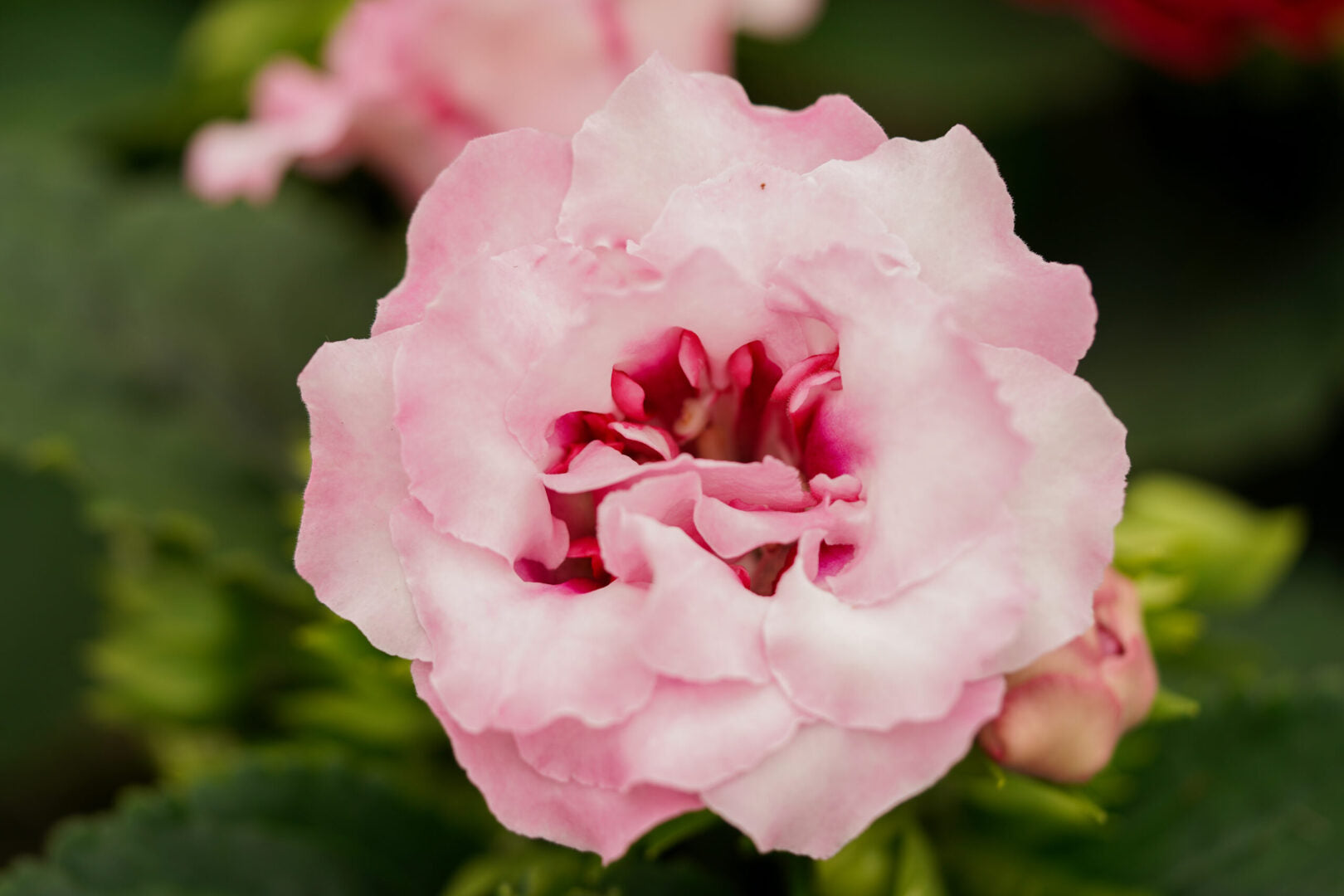 Garden White Sinningia Gloxinia Seeds
