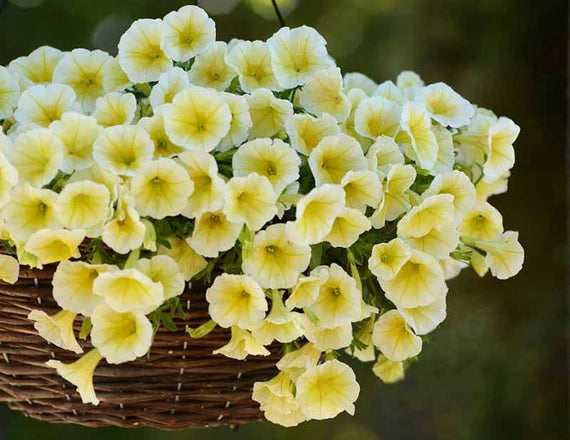 White and Yellow Petunia Plants in Garden Beds