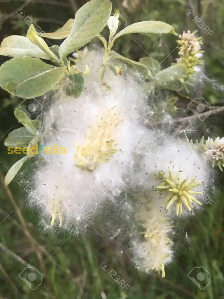 Garden Willow Tree Growing Seeds