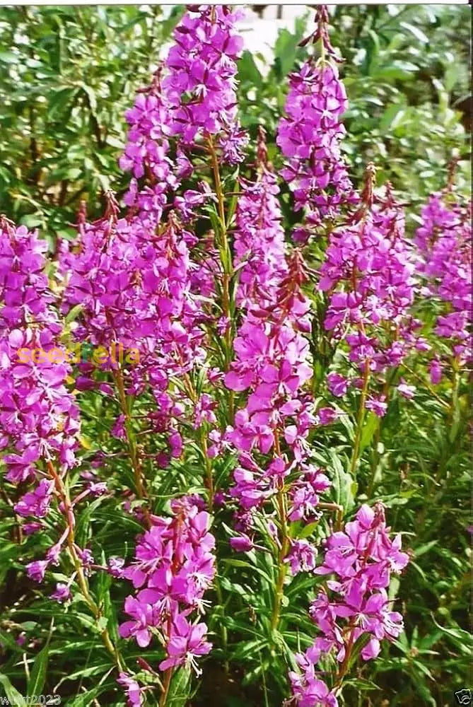 Easy Grow Willowherb Seeds