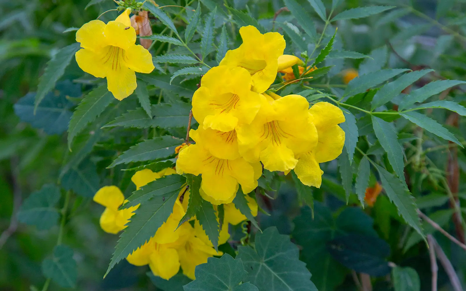 Garden Yellow Balsamine Flower Seeds