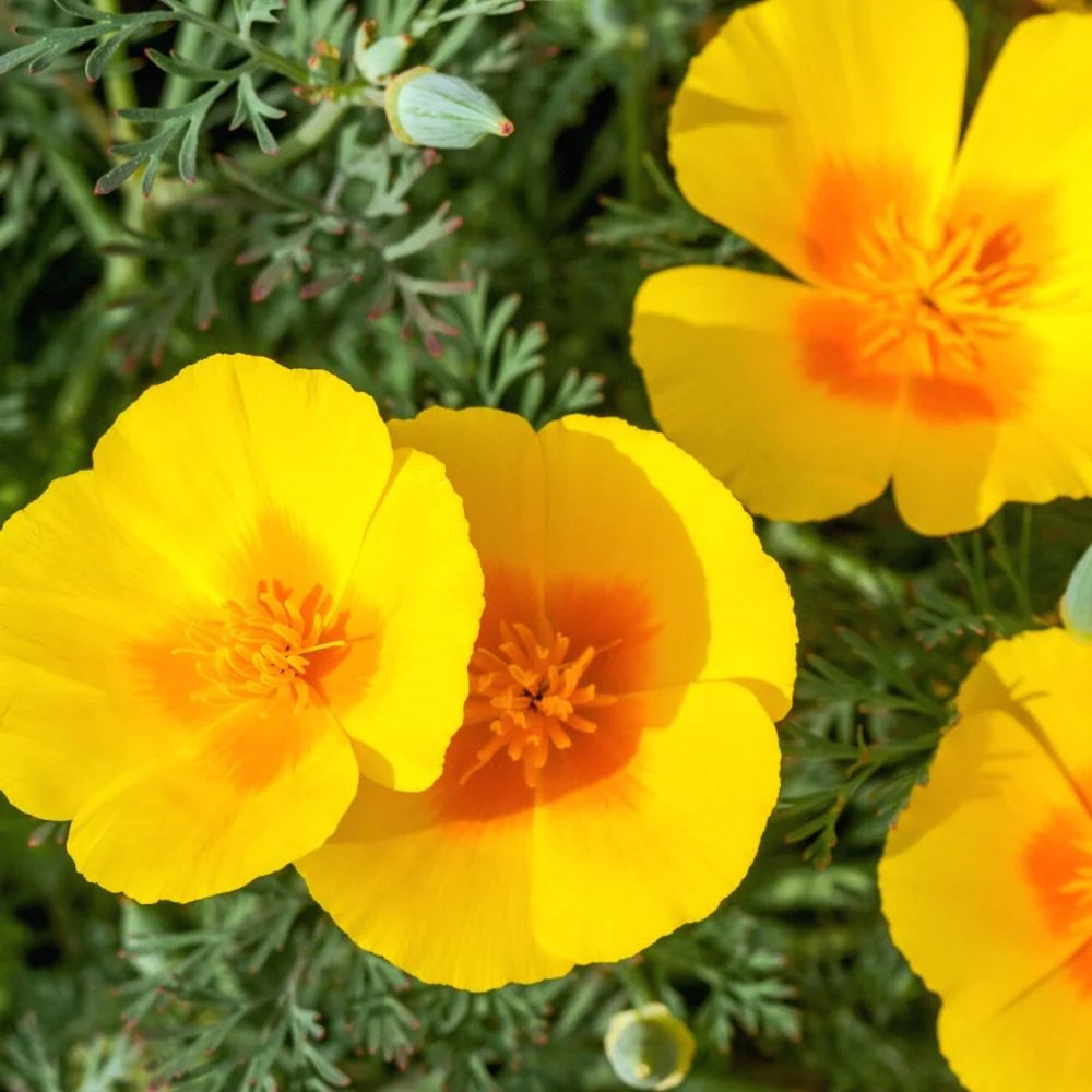 Garden Yellow Eschscholzia Flower Seeds