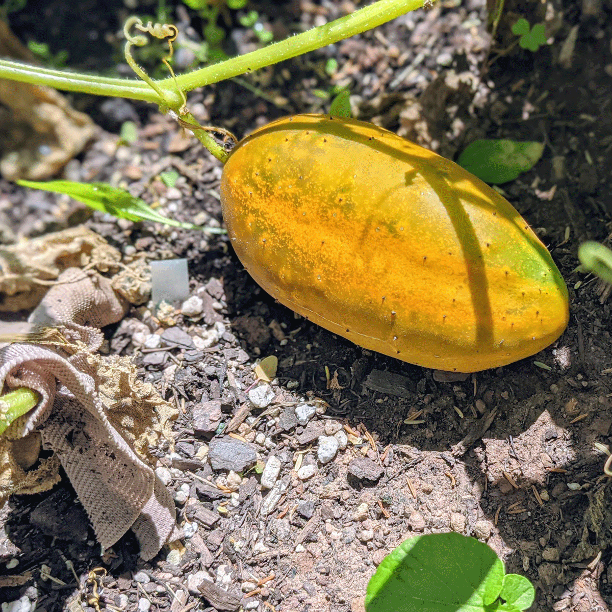 Yellow Green Cucumber plants growing in garden beds