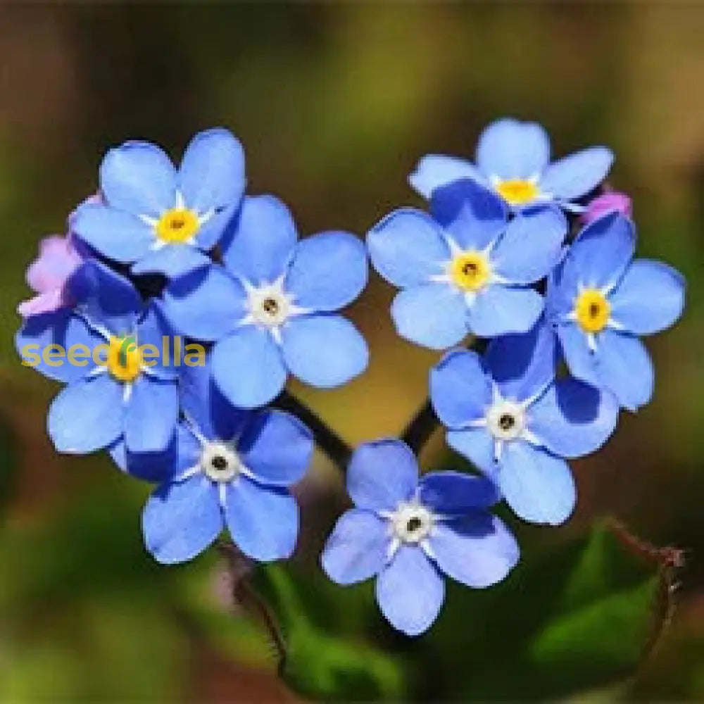 Gardening Alpine Blue Flower Seeds