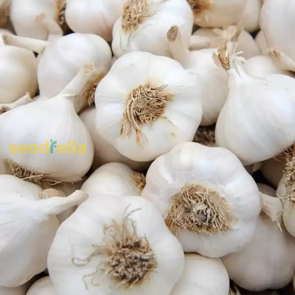 Garlic Seeds For Vegetable Garden Planting Seeds