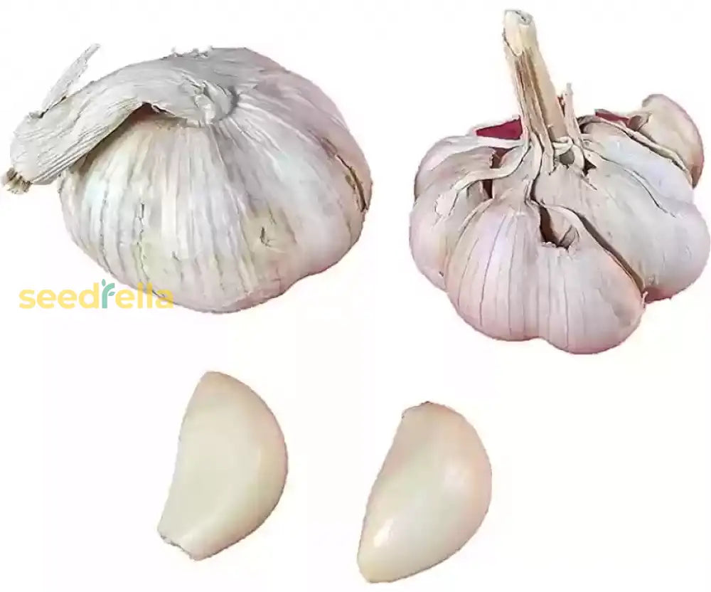 Garlic Seeds For Vegetable Garden Planting Seeds