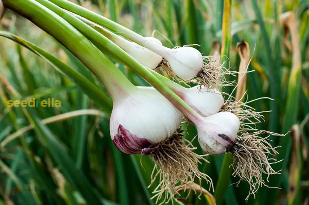 Garlic Vegetable Seeds For Planting: Add Exotic Charm To Your Garden Herb