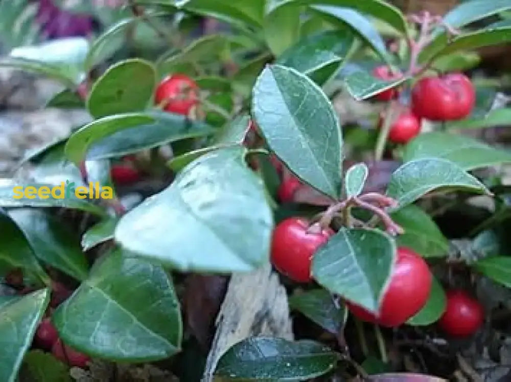 Gaultheria Fruit Seeds For Easy Planting  Grow Evergreen Shrubs