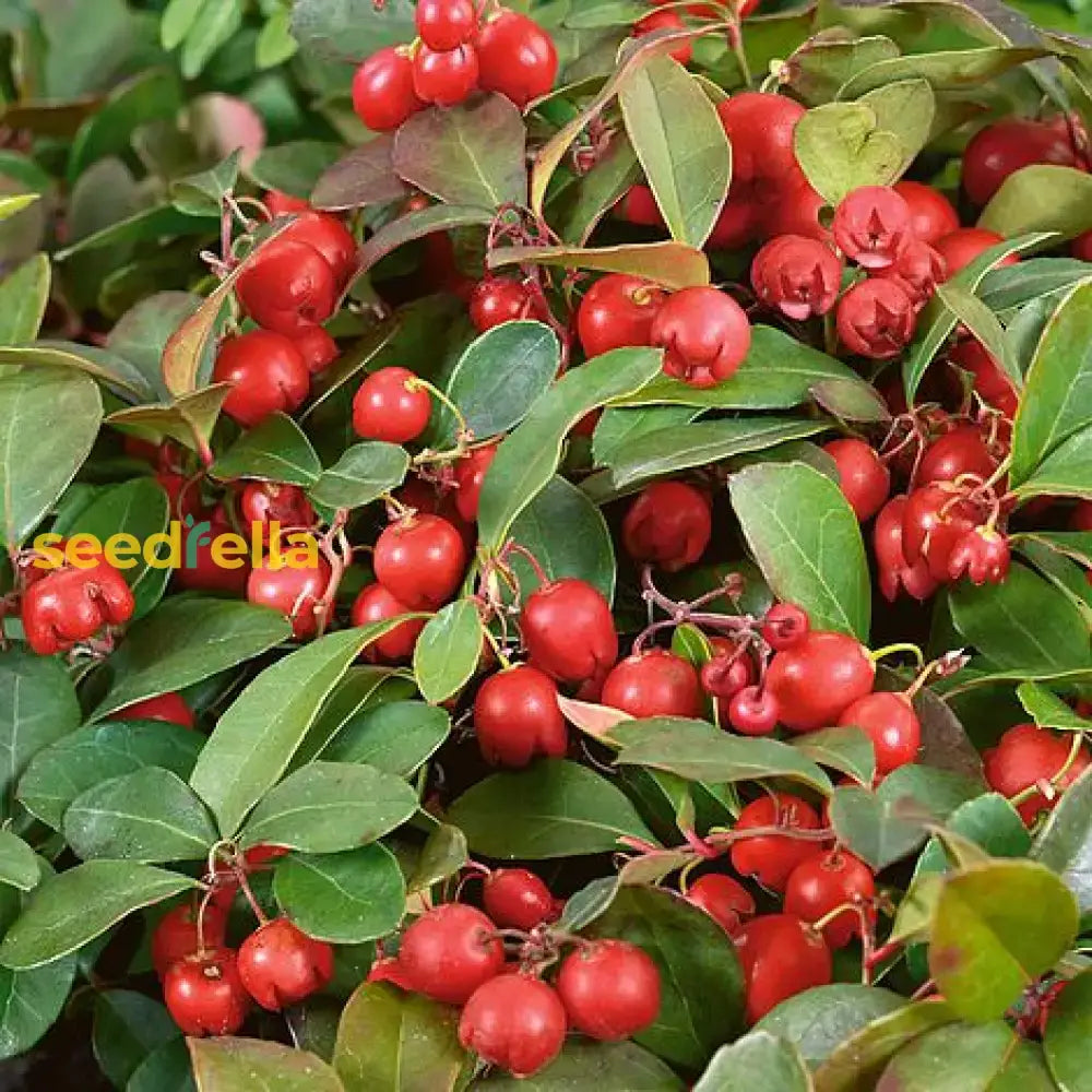 Gaultheria Fruit Seeds For Easy Planting  Grow Evergreen Shrubs