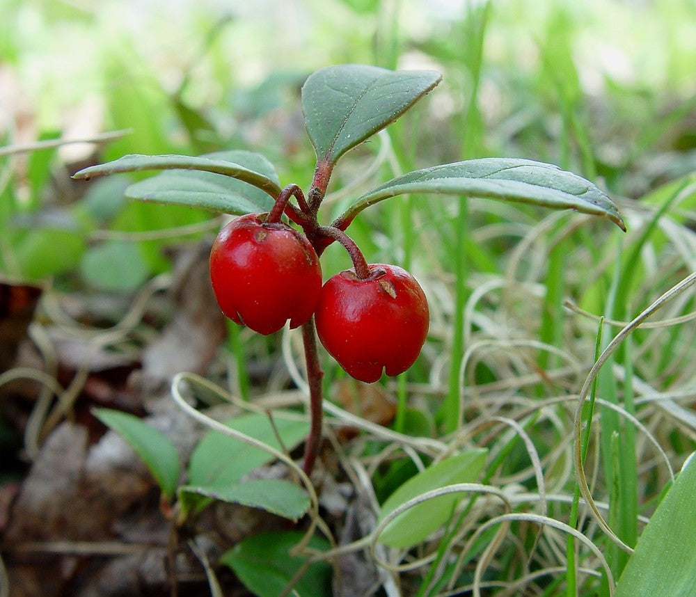 Red Gaultheria Procumbens Fruit Seeds