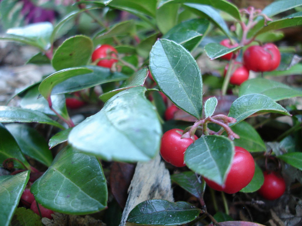 Gaultheria Procumbens ground cover with red berries
