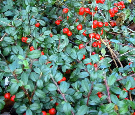 Gaultheria procumbens Seeds – Wintergreen Evergreen Flowering Plant