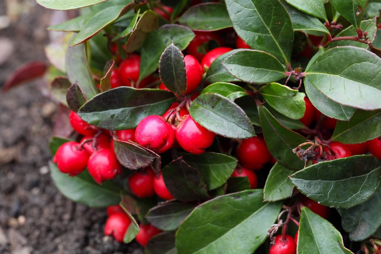 Red Gaultheria Procumbens Fruit Seeds