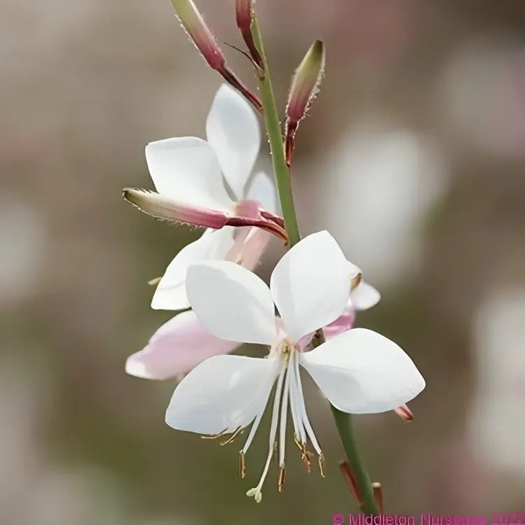 Gaura plants enhancing garden borders